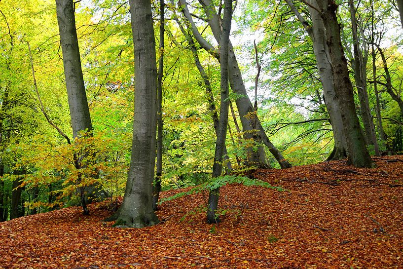 Herbstwald von Ostsee Bilder