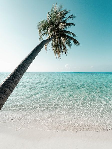 Palm tree on a white beach - Maldives | fine art photo print by Kimberley Jekel