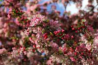 Bloesem in roze tinten