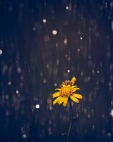 Yellow flower in the rain