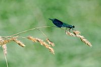 Macrophoto Of A Damselfly From A Meadow Stream