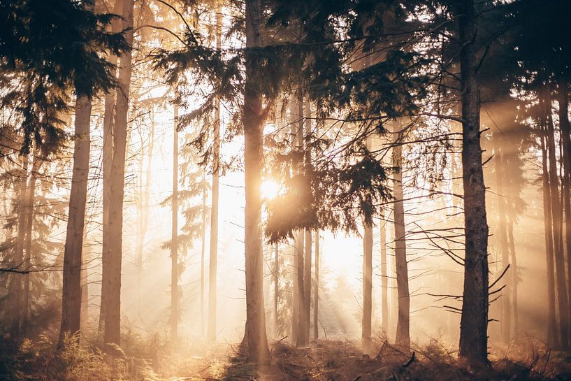 Sonnenstrahlen durch die Bäume bei Sonnenaufgang im Wald von Madinja Groenenberg