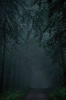 Rain in dark forest