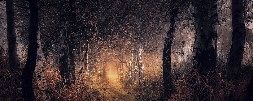 Autumn dream by Saskia Dingemans Awarded Photographer