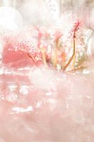 Kleiner Sonnentau im Gegenlicht