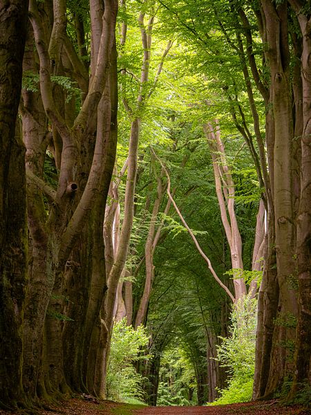 Verwunschener Wald von Willemijn Wolthaus