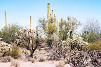 Paysage Saguaro Cactus California près de Joshua Tree et désert