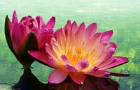 Seerosenpaar im grünen Teich leuchten in der Natur