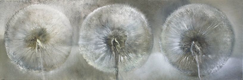 Three dandelions in the white light by Annette Schmucker