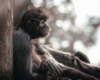 Schwingender Affe gegen Baum