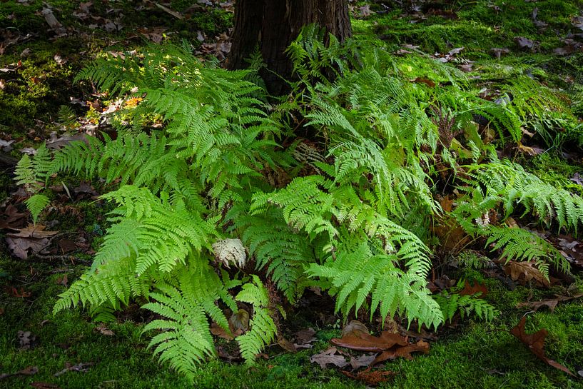 Farne von Johan Zwarthoed