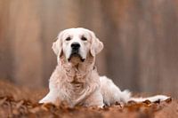 Golden Retriever Hund im Herbst
