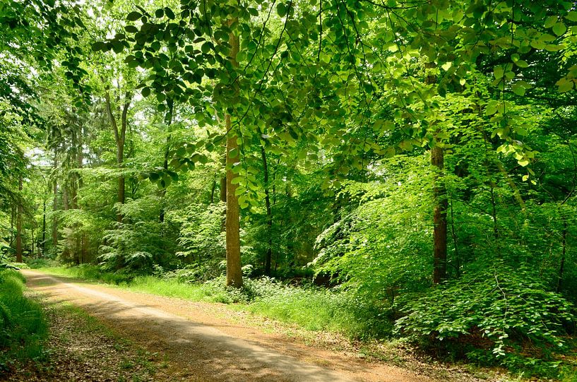 Unter den Bäumen im Wald von Corinne Welp