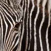 Oog in oog met de zebra