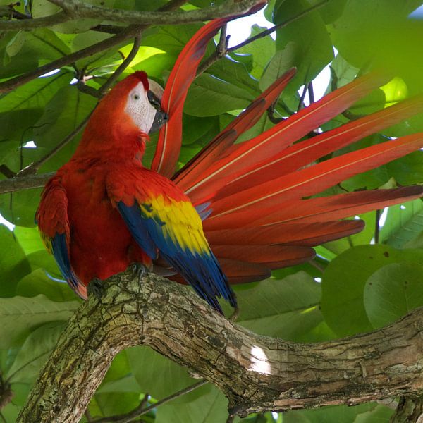 Scarlet Macaw in Costa Rica by Dirk-Jan Steehouwer