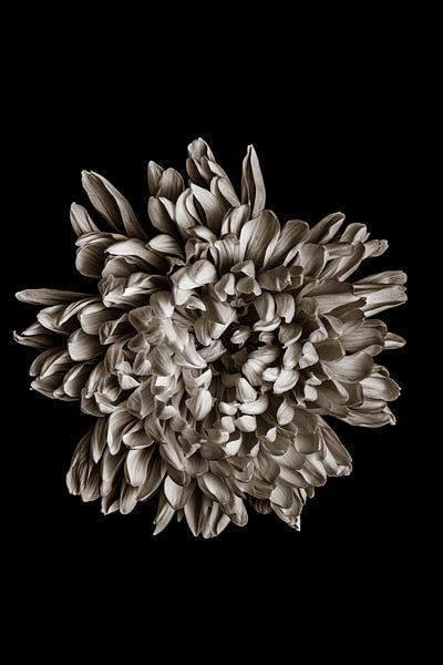 Chrysantheme Blüte Schwarzweiß von Steffen Sebastian Schäfer