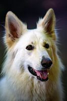 Hund Portrait Schäferhund