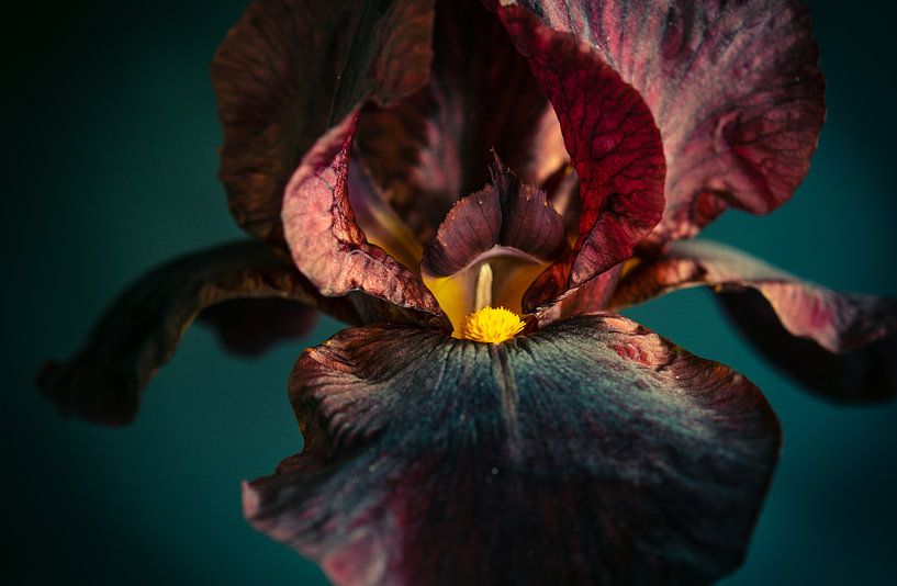 Black iris, black iris by Annemarie Ostendorf