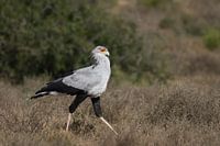 Ein Sekretärvogel auf der Jagd im Addo Elephant Park. 