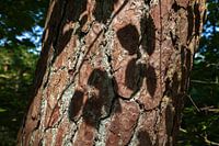 Beautiful shadows in nature