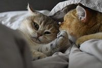 Kittens - brother and sister