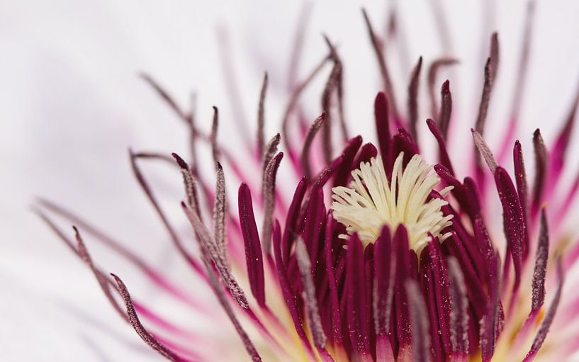 Clematis par Puravida - Photographie et art photographique