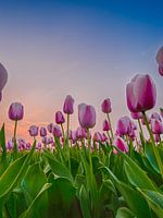 Hollandsche tulpen bij zonsondergang