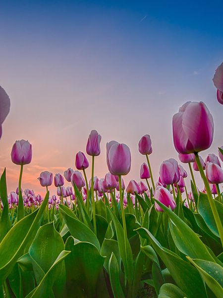 Hollandsche tulpen bij zonsondergang von Joey Hohage