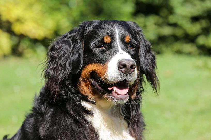 Close-up of Bernersen dog, Pet portrait by Martijn Schrijver