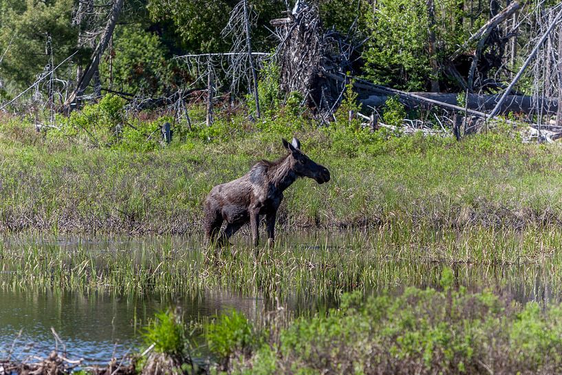 Grazende jonge eland in Canada von Stephan Neven