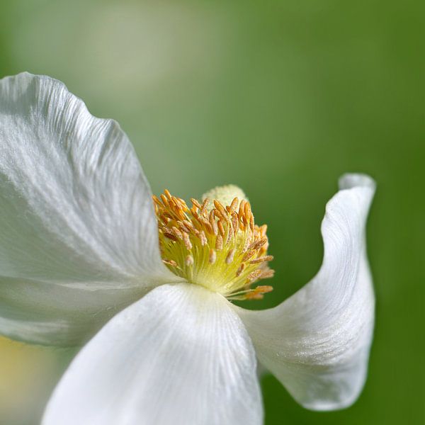 Blumentanz  von Violetta Honkisz