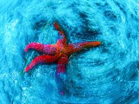 Kunstvolle Seesterne in Blau