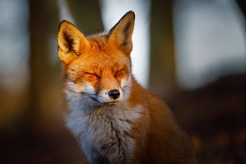 portrait de renard par Pim Leijen