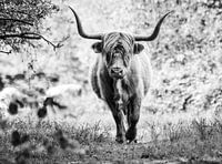 Schottischer Highlander