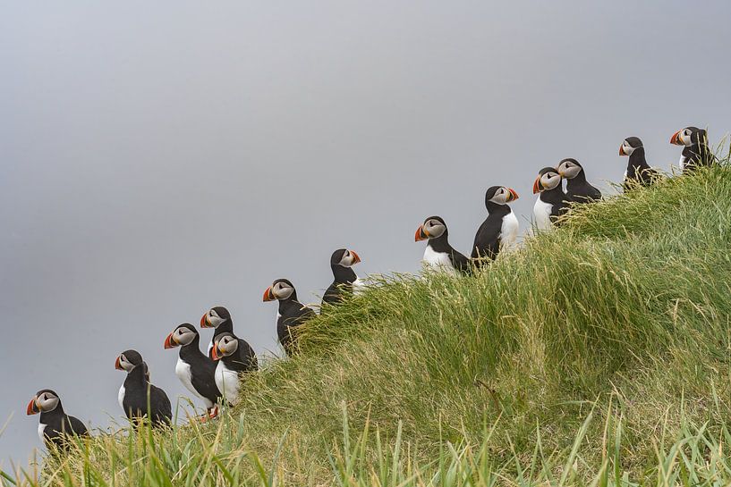 Papageientaucher in einer Reihe von Jeannet Hooftman