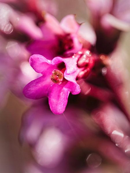 Bergenia par Rob Boon