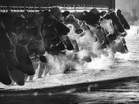 Koeien in de ochtendzon