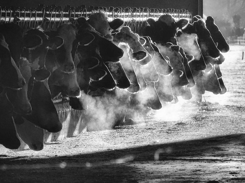 Koeien in de ochtendzon von Jasper Bloemsma