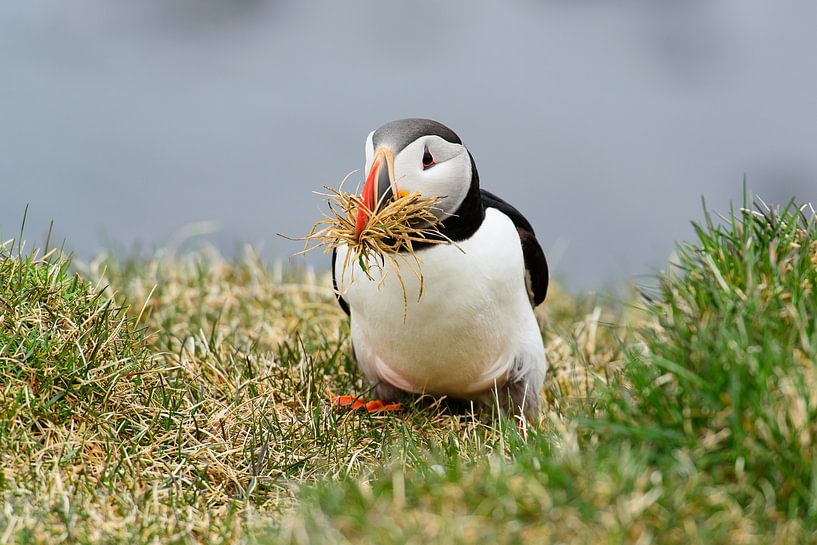 Puffins building a nest by Denis Feiner