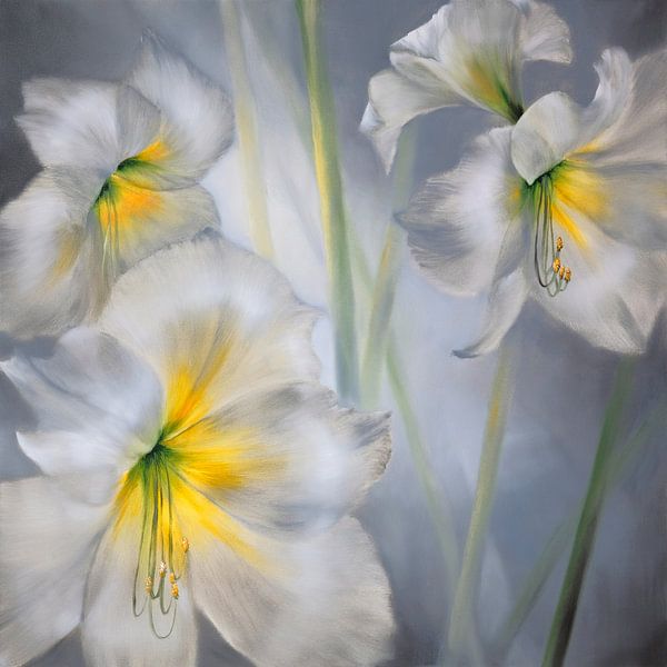White amaryllis by Annette Schmucker