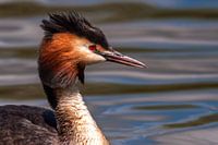 Haubentaucher aus der Nähe...