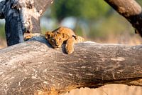 Der relaxte Junglöwe