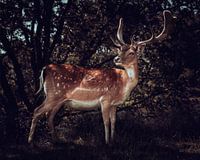 Imposant Damhert in het bos Fine Art