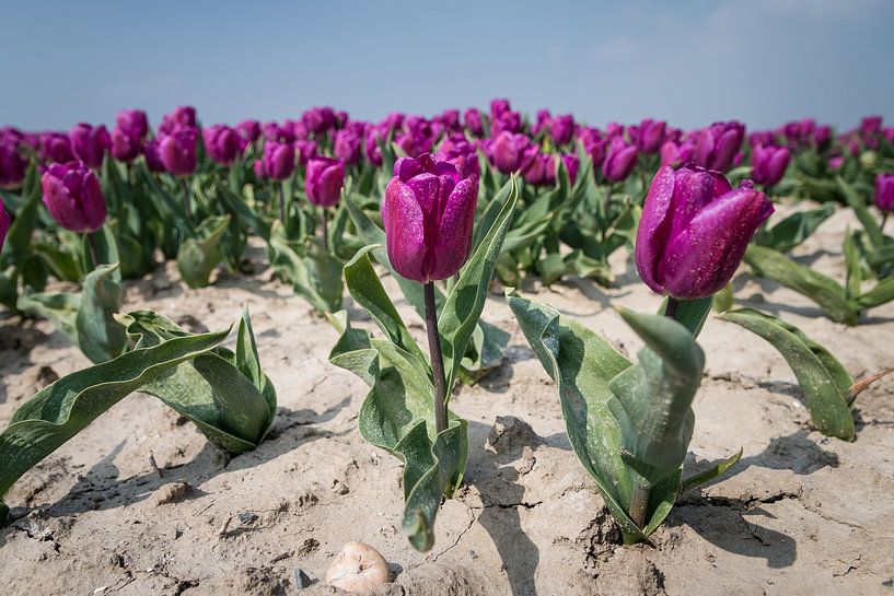 Fleurs 9 par Nuance Beeld