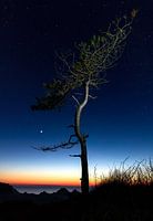 Un arbre sous les étoiles