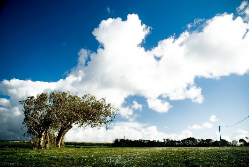 L'arbre dans le paysage par Marcel Admiraal