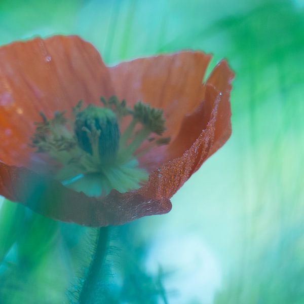 Papaver  van Mirakels Kiekje