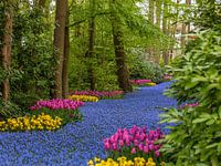 Der blaue Frühlingspfad