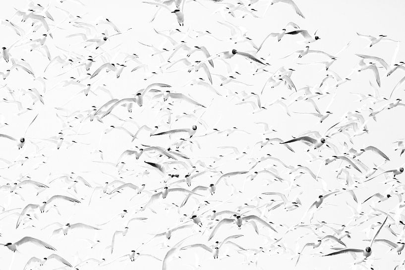 Grandes sternes et mouettes rieuses par Anja Brouwer Fotografie