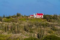 Säulenkaktuslandschaft mit altem Aruban Cunucu Haus.